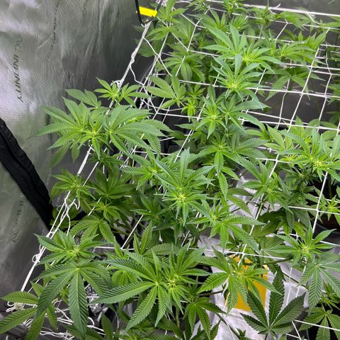 Astro Grape & Nanaz x BBC growlog timeline photo