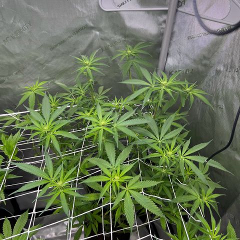 Astro Grape & Nanaz x BBC growlog timeline photo
