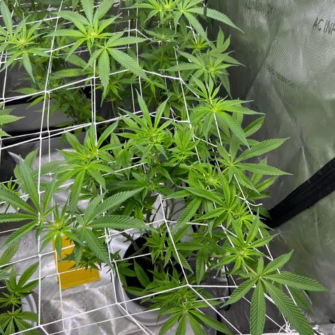 Astro Grape & Nanaz x BBC growlog timeline photo