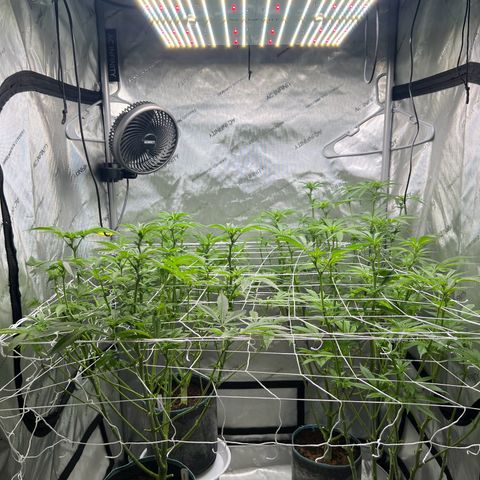 Astro Grape & Nanaz x BBC growlog timeline photo