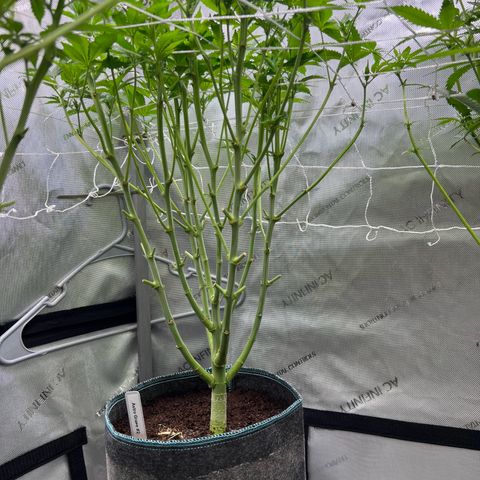 Astro Grape & Nanaz x BBC growlog timeline photo