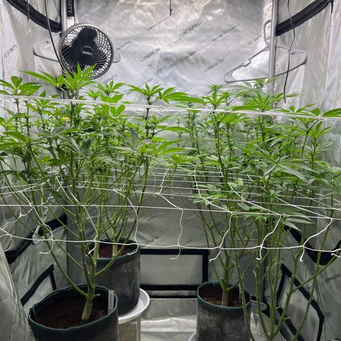 Astro Grape & Nanaz x BBC growlog timeline photo