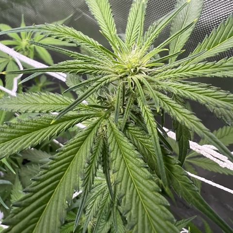 Astro Grape & Nanaz x BBC growlog photo: Nanaz x BBC