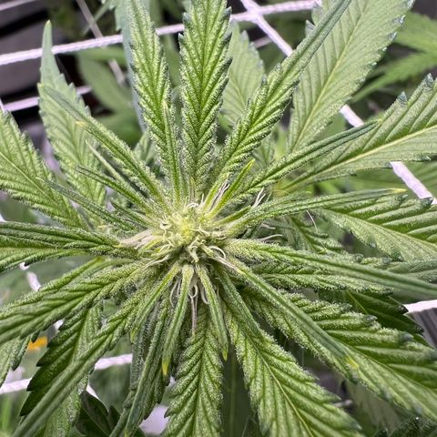 Astro Grape & Nanaz x BBC growlog photo: Nanaz x BBC