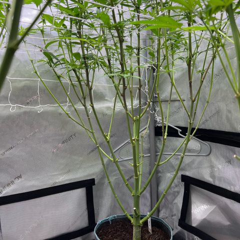Astro Grape & Nanaz x BBC growlog timeline photo