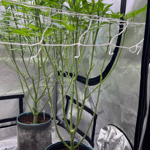 Astro Grape & Nanaz x BBC growlog timeline photo