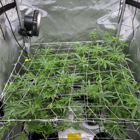 Astro Grape & Nanaz x BBC growlog timeline photo