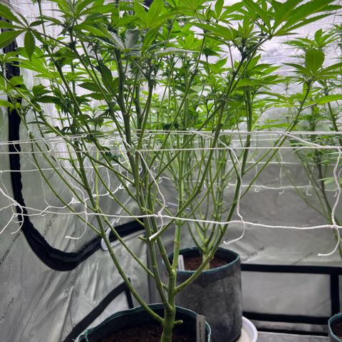Astro Grape & Nanaz x BBC growlog timeline photo