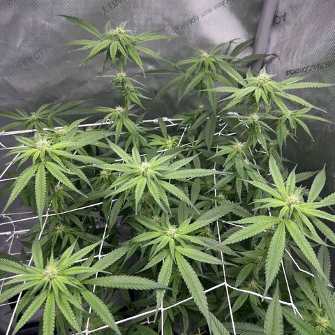 Astro Grape & Nanaz x BBC growlog timeline photo