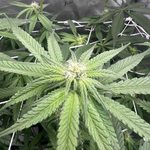 Astro Grape & Nanaz x BBC growlog timeline photo