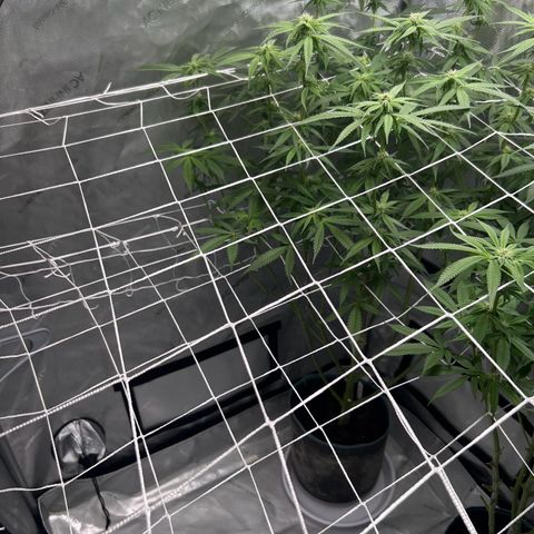 Astro Grape & Nanaz x BBC growlog timeline photo