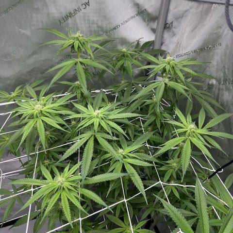 Astro Grape & Nanaz x BBC growlog photo: Nanaz x bbc
