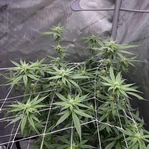 Astro Grape & Nanaz x BBC growlog timeline photo
