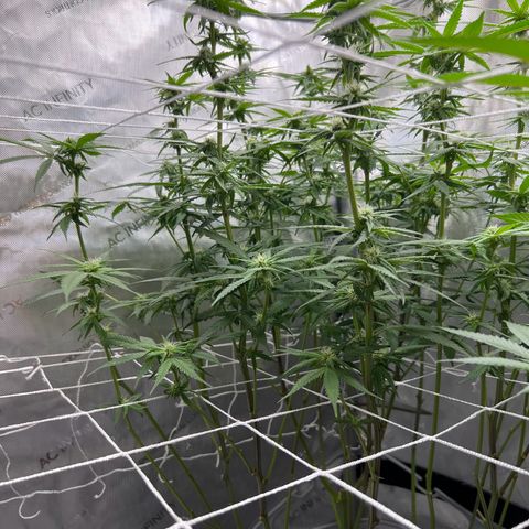 Astro Grape & Nanaz x BBC growlog timeline photo