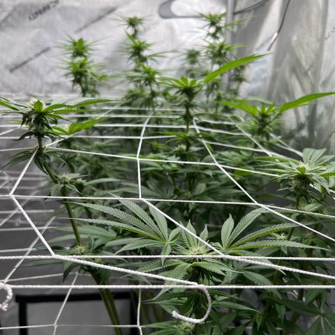 Astro Grape & Nanaz x BBC growlog timeline photo