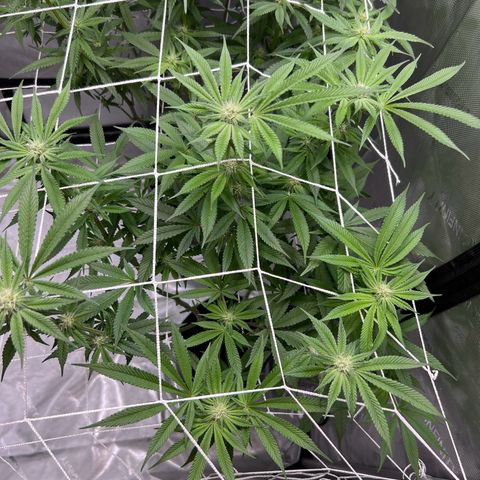 Astro Grape & Nanaz x BBC growlog timeline photo