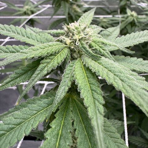 Astro Grape & Nanaz x BBC growlog timeline photo