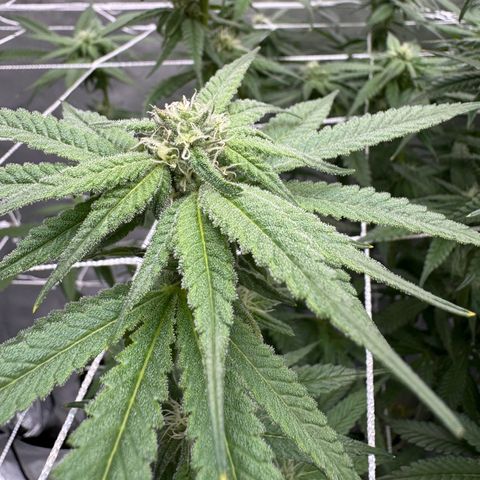 Astro Grape & Nanaz x BBC growlog timeline photo