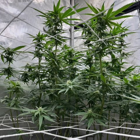Astro Grape & Nanaz x BBC growlog photo: Nanaz x bbc