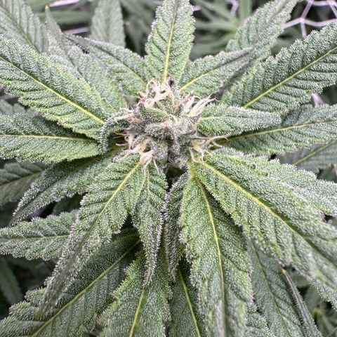 Astro Grape & Nanaz x BBC growlog photo: Nanaz x bbc