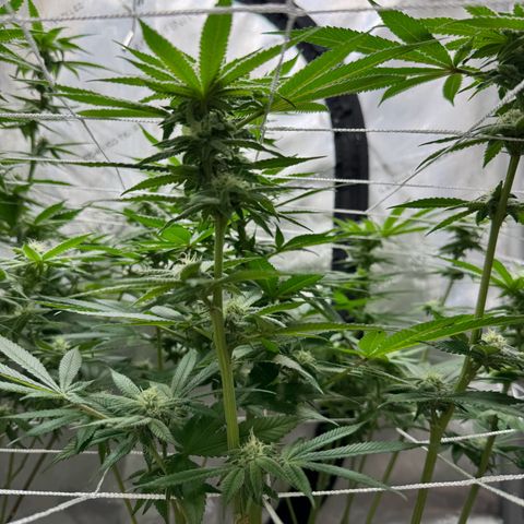 Astro Grape & Nanaz x BBC growlog photo: Astro grape