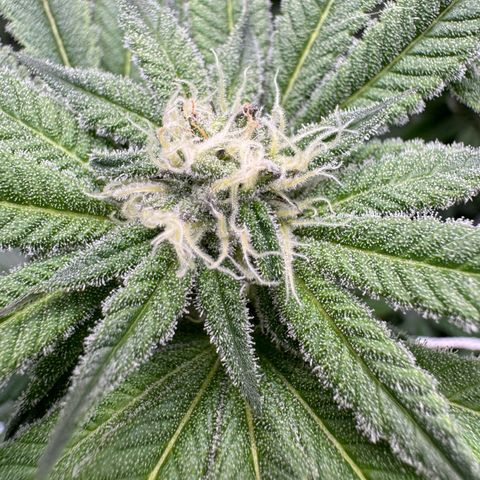 Astro Grape & Nanaz x BBC growlog photo: Astro grape