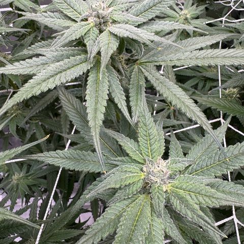 Astro Grape & Nanaz x BBC growlog timeline photo