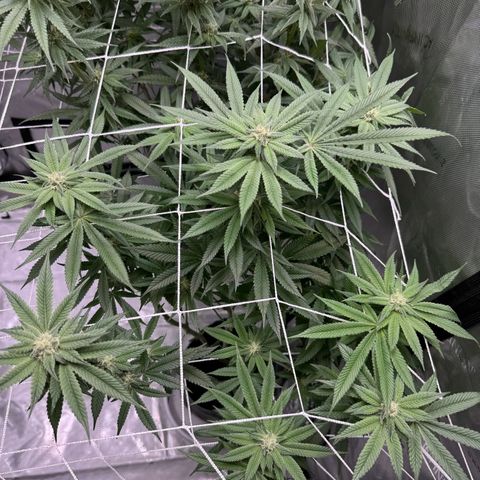 Astro Grape & Nanaz x BBC growlog timeline photo