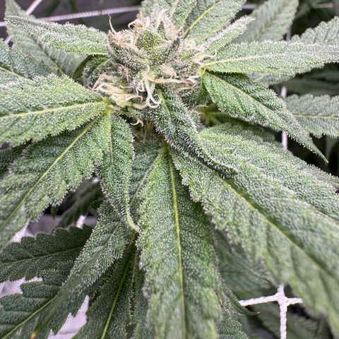 Astro Grape & Nanaz x BBC growlog timeline photo