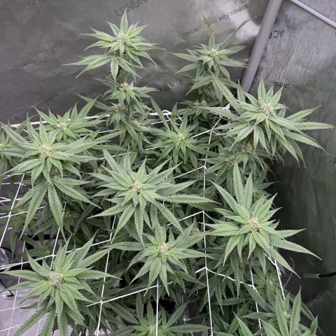 Astro Grape & Nanaz x BBC growlog timeline photo
