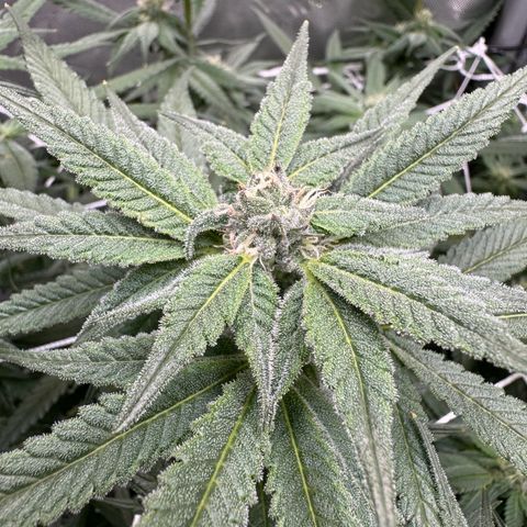 Astro Grape & Nanaz x BBC growlog timeline photo