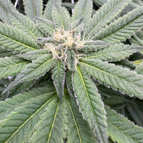 Astro Grape & Nanaz x BBC growlog timeline photo