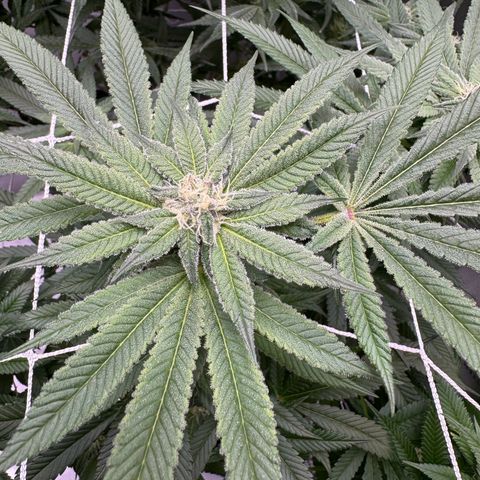 Astro Grape & Nanaz x BBC growlog timeline photo