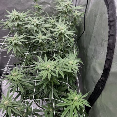 Astro Grape & Nanaz x BBC growlog timeline photo