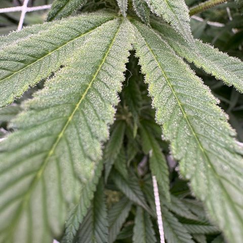 Astro Grape & Nanaz x BBC growlog timeline photo