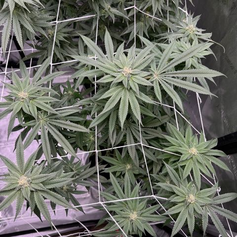 Astro Grape & Nanaz x BBC growlog timeline photo