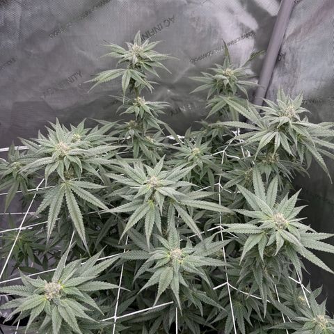 Astro Grape & Nanaz x BBC growlog timeline photo