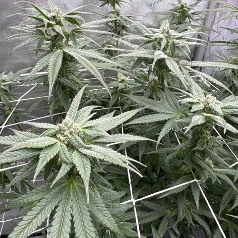 Astro Grape & Nanaz x BBC growlog timeline photo