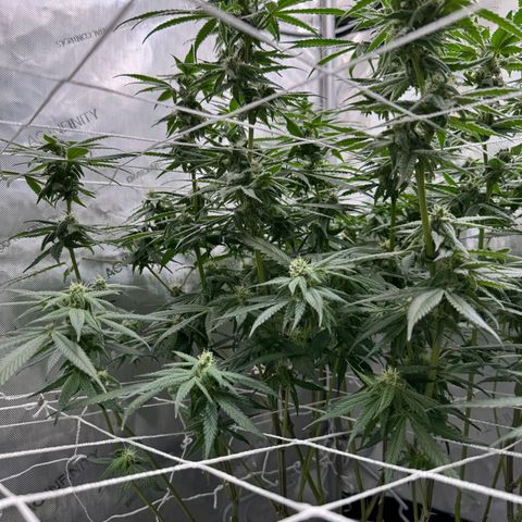 Astro Grape & Nanaz x BBC growlog timeline photo