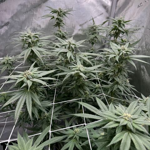 Astro Grape & Nanaz x BBC growlog timeline photo