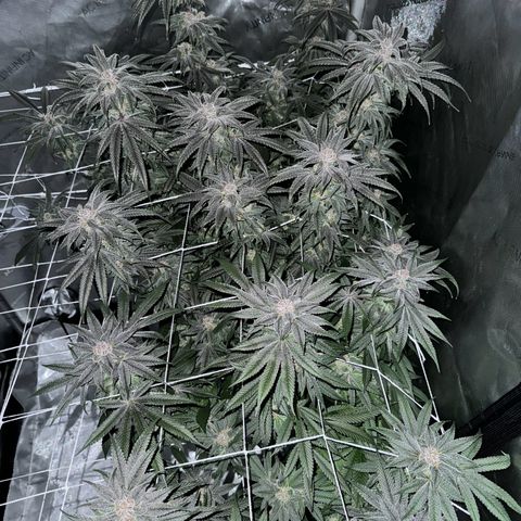 Astro Grape & Nanaz x BBC growlog timeline photo