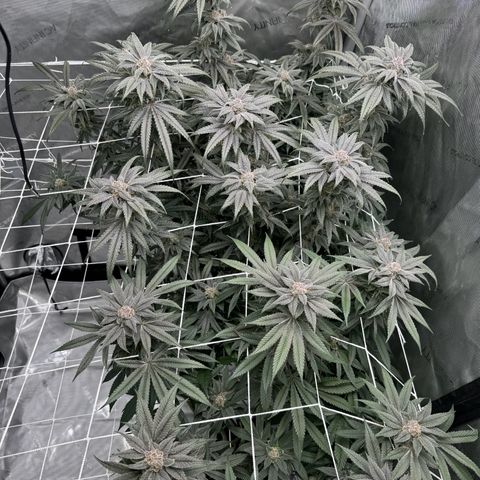 Astro Grape & Nanaz x BBC growlog timeline photo