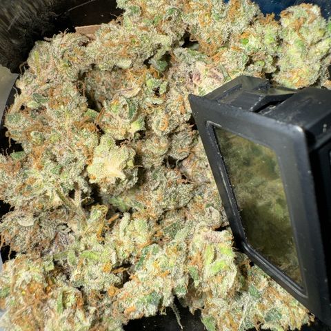 Astro Grape & Nanaz x BBC growlog timeline photo