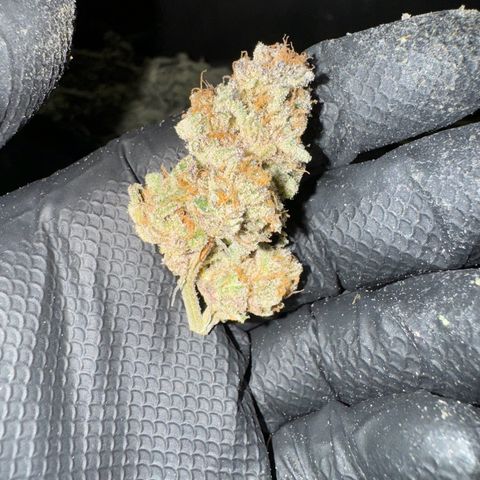 Astro Grape & Nanaz x BBC growlog timeline photo