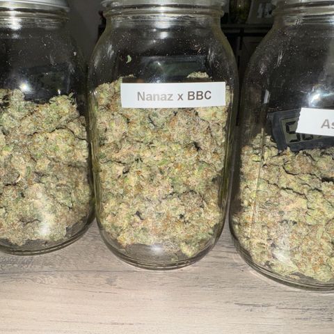 Astro Grape & Nanaz x BBC growlog timeline photo