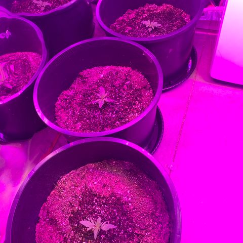 Sour Kush (Autoflower) growlog photo: The 3/ea. Seedling are doing well in their new home!