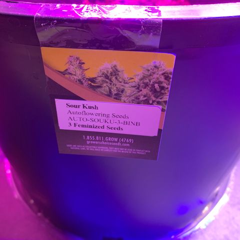 Sour Kush (Autoflower) growlog photo: The 3/ea. Seedling are doing well in their new home!