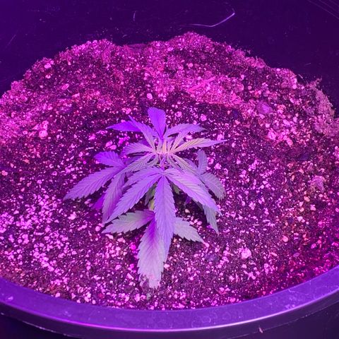 Sour Kush (Autoflower) growlog photo: One of the three has grown a thick stem so I have started LST on it already!