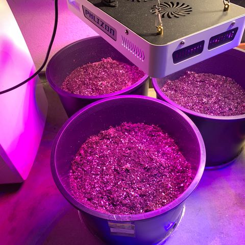 Sour Kush (Autoflower) growlog photo: The 3/ea. Seedling are doing well in their new home!