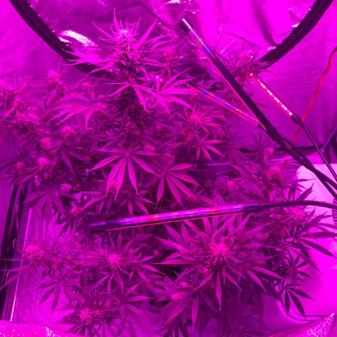 Sour Kush (Autoflower) growlog timeline photo